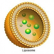 لیپوزوم و کاربرد آن ها در دارورسانی-1