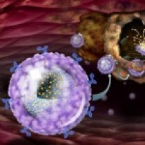 دارورسانی به سرطان بر مبنای نانو 1-ویژگی‌های بافت تومور و هدف‌گیری آن