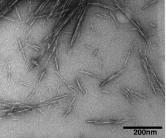 نانوبلور سلولز-منبعی تجدیدشونده و ارزان برای تولید نانوکامپوزیت