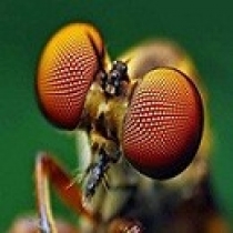 چشم حشرات و لایه  ضدانعکاس